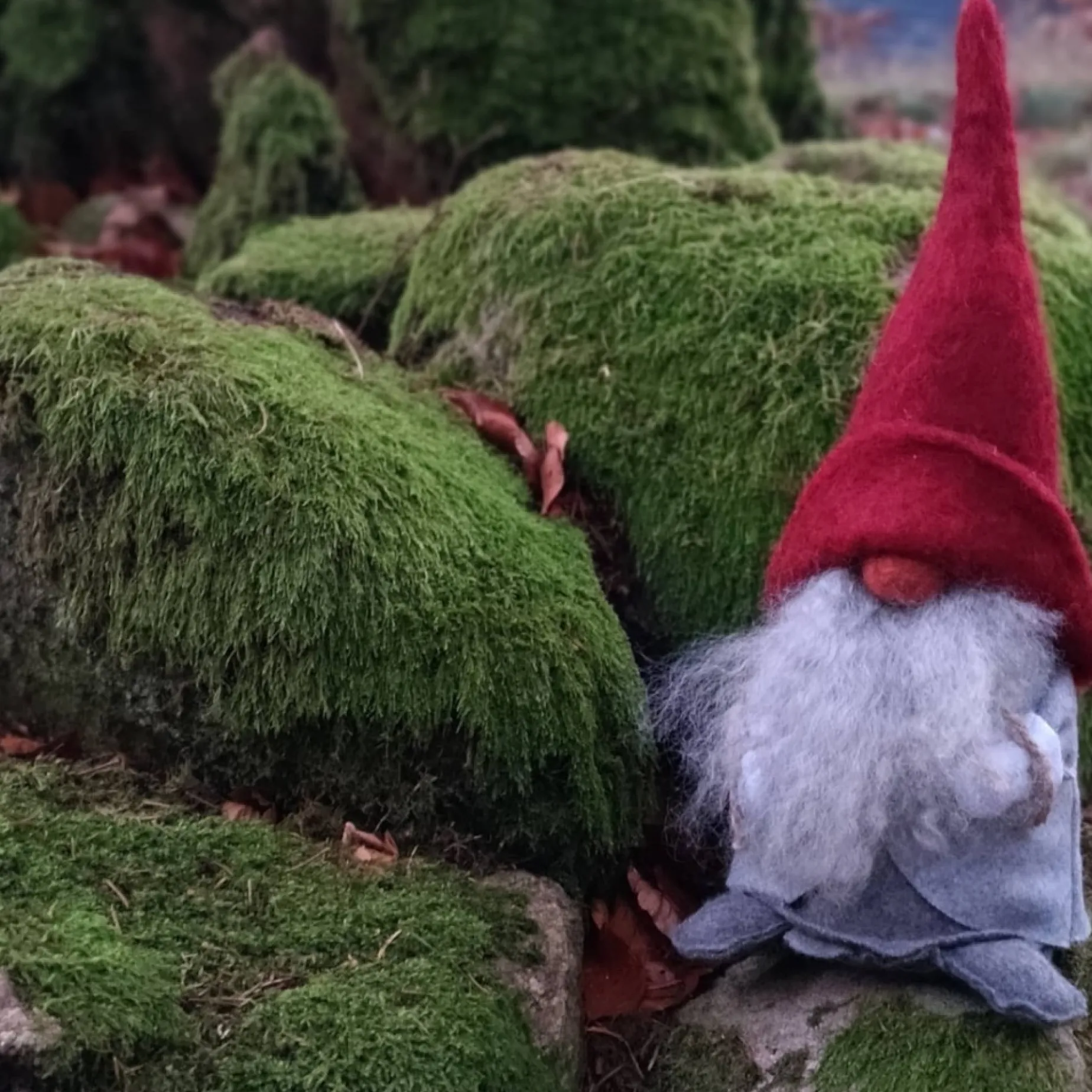 Asas Tomtebod Tomte Gnome - Carl With Red Cap| Tomte Gnomes